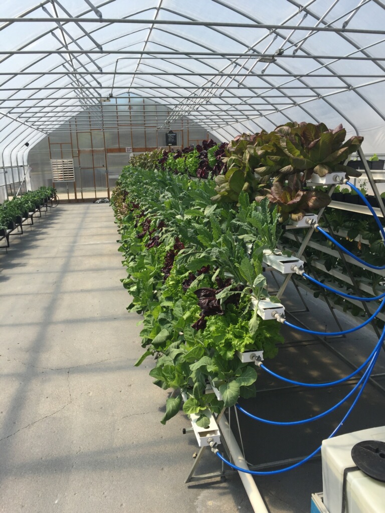 Backus hydroponic garden